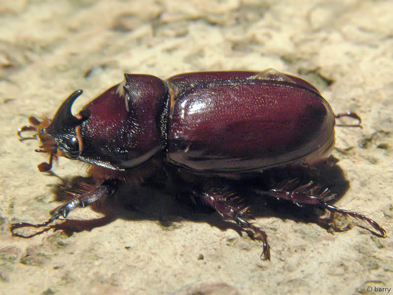 Oryctes nasicornis